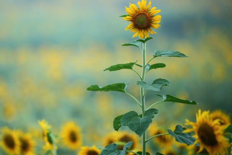 champ de tournesol avec un plant plus grand que les autres