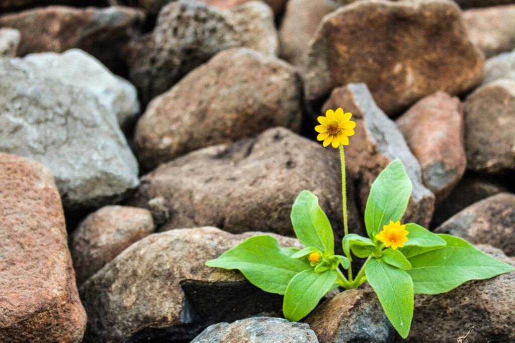 petite fleur jaune qui pousse entre les rochers